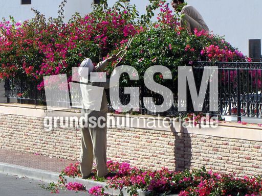 243 Indischer Gärtner.JPG